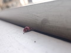 Harmonia axyridis