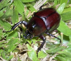 Xylotrupes australicus