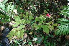 Actaea erythrocarpa