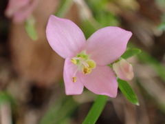 Centaurium