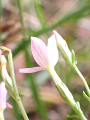 Centaurium