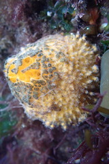 Tethya citrina