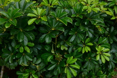 Heptapleurum arboricola