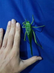 Steirodon