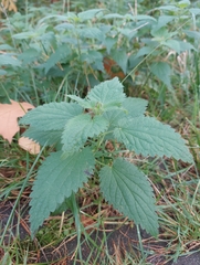 Urtica dioica