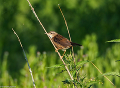 Helopsaltes certhiola