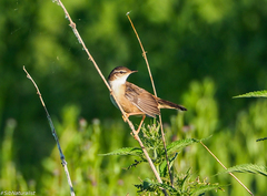 Helopsaltes certhiola