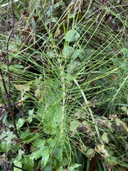 Equisetum telmateia telmateia