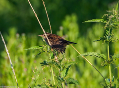 Helopsaltes certhiola