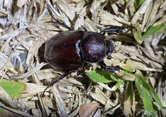 Xylotrupes australicus