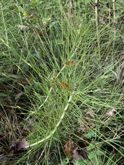 Equisetum telmateia telmateia