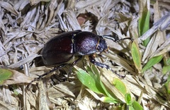 Xylotrupes australicus