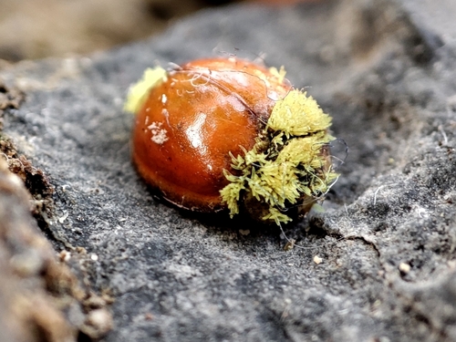 Hesperomyces harmoniae