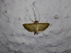 Cnaphalocrocis