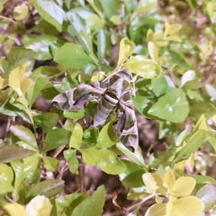 Daphnis nerii