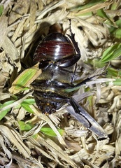 Xylotrupes australicus