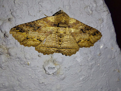 Pericyma