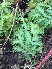 Urtica cannabina