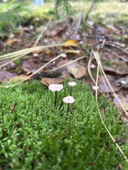 Mycetinis scorodonius