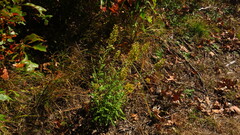 Solidago puberula puberula