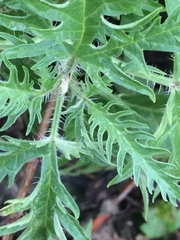 Urtica cannabina