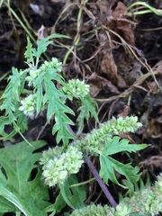 Urtica cannabina
