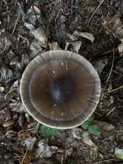 Amanita pachycolea