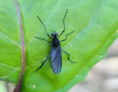 Penthetria heteroptera