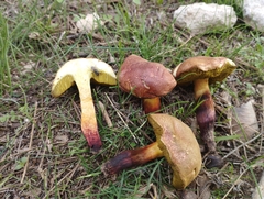 Xerocomellus redeuilhii