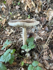 Amanita pachycolea