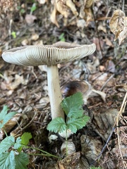 Amanita pachycolea