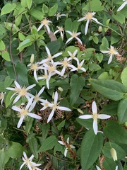 Clematis aristata
