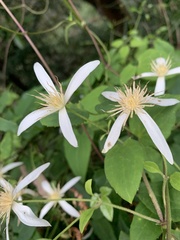 Clematis aristata