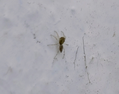 Hasarius adansoni