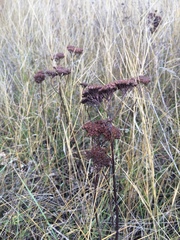 Hylotelephium telephium