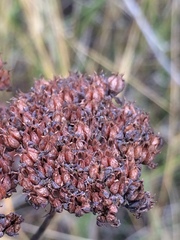 Hylotelephium telephium