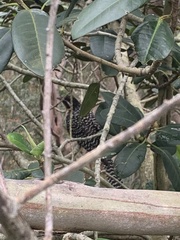 Eudynamys orientalis