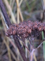 Hylotelephium telephium