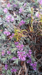 Indigofera glomerata