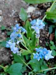 Cynoglossum amabile