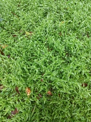 Lobelia chinensis