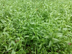 Lobelia chinensis
