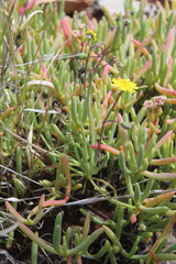 Crassothonna protecta