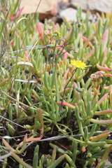 Crassothonna protecta