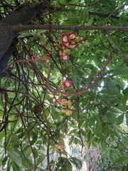 Couroupita guianensis