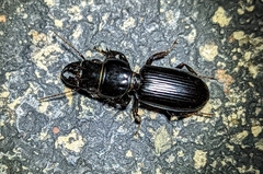 Scarites subterraneus