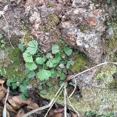 Actiniopteris radiata