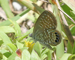 Brephidium pseudofea