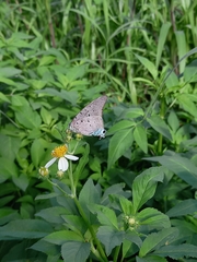 Pseudolycaena marsyas