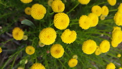 Chrysocoma coma-aurea